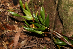 Dendrobium gracilicaule