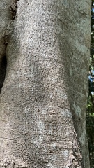 Ficus obliqua