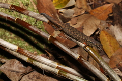 Saproscincus spectabilis