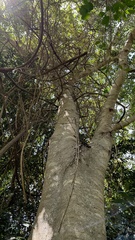 Ficus obliqua