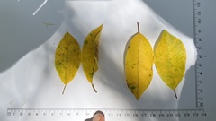 Ficus obliqua