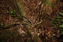 Dendrobium gracilicaule