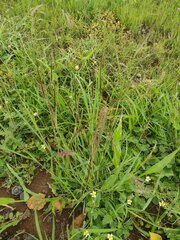 Heteropogon contortus