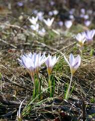 Crocus reticulatus