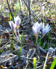 Crocus reticulatus