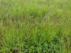 Heteropogon contortus