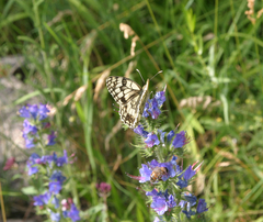 Melanargia parce