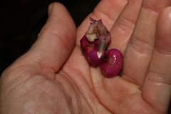 Syzygium crebrinerve