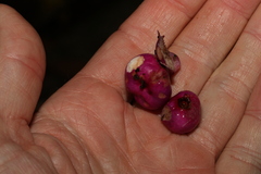 Syzygium crebrinerve