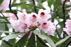 Rhododendron calophytum