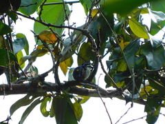 Pogoniulus subsulphureus