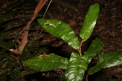 Helicia ferruginea