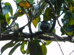 Pogoniulus subsulphureus