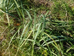 Leymus mollis mollis
