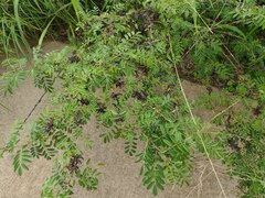 Indigofera suffruticosa