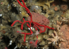 Amphianthus californicus