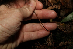 Dawsonia
