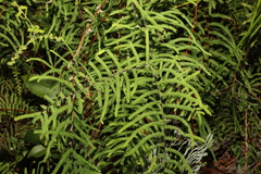 Gleichenia dicarpa