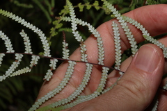 Gleichenia dicarpa