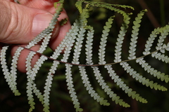 Gleichenia dicarpa