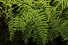 Gleichenia dicarpa