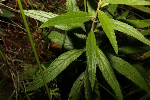 Image of Olearia heterocarpa by (c) Greg Tasney, some rights reserved (CC BY-SA)
