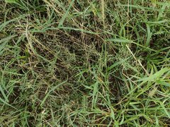 Eragrostis barrelieri