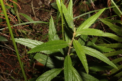 Olearia heterocarpa