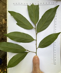 Cryptocarya microneura