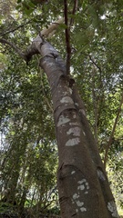 Cryptocarya microneura