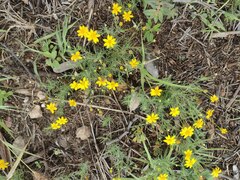 Thymophylla tenuiloba