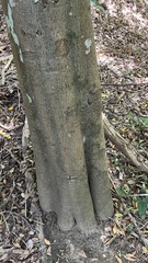 Cryptocarya microneura