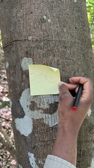 Cryptocarya microneura