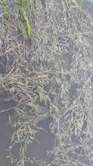 Potamogeton lucens
