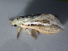 Abantiades mcquillani