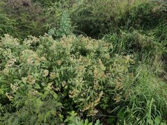 Pluchea carolinensis