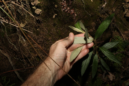 Image of Olearia heterocarpa by (c) Greg Tasney, some rights reserved (CC BY-SA)