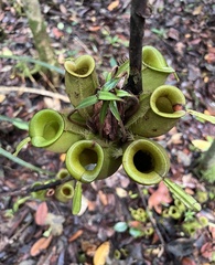 Nepenthes ampullaria