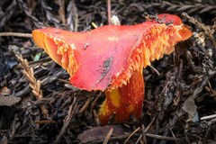 Hygrocybe laetissima