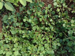 Trianthema portulacastrum