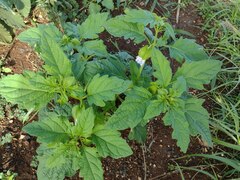 Nicandra physalodes