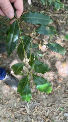 Syzygium floribundum