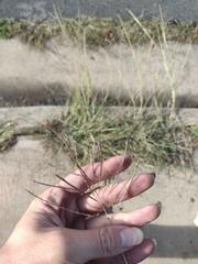 Dichanthium annulatum annulatum