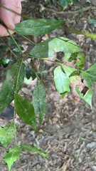 Syzygium floribundum