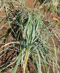 Leymus mollis mollis
