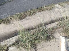 Dichanthium annulatum annulatum