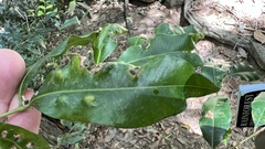 Syzygium floribundum