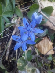 Scilla