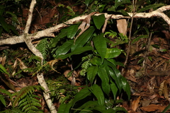 Aristolochia laheyana