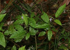 Solanum inaequilaterum